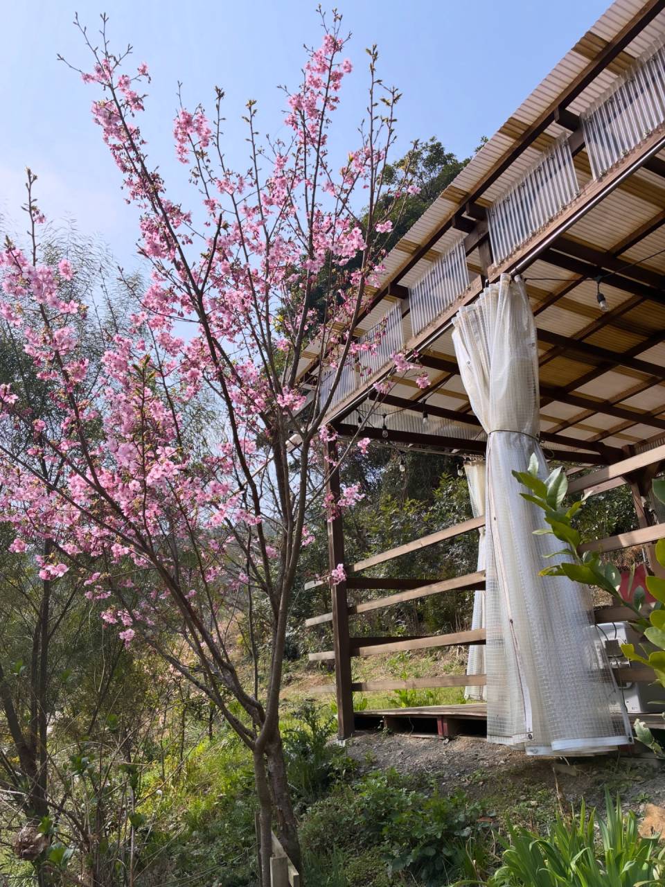 桜が咲き始めました🌸 | ブログ | 長崎のグランピングなら大自然の