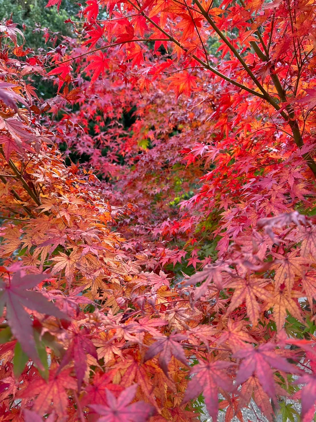 紅葉の秋！！