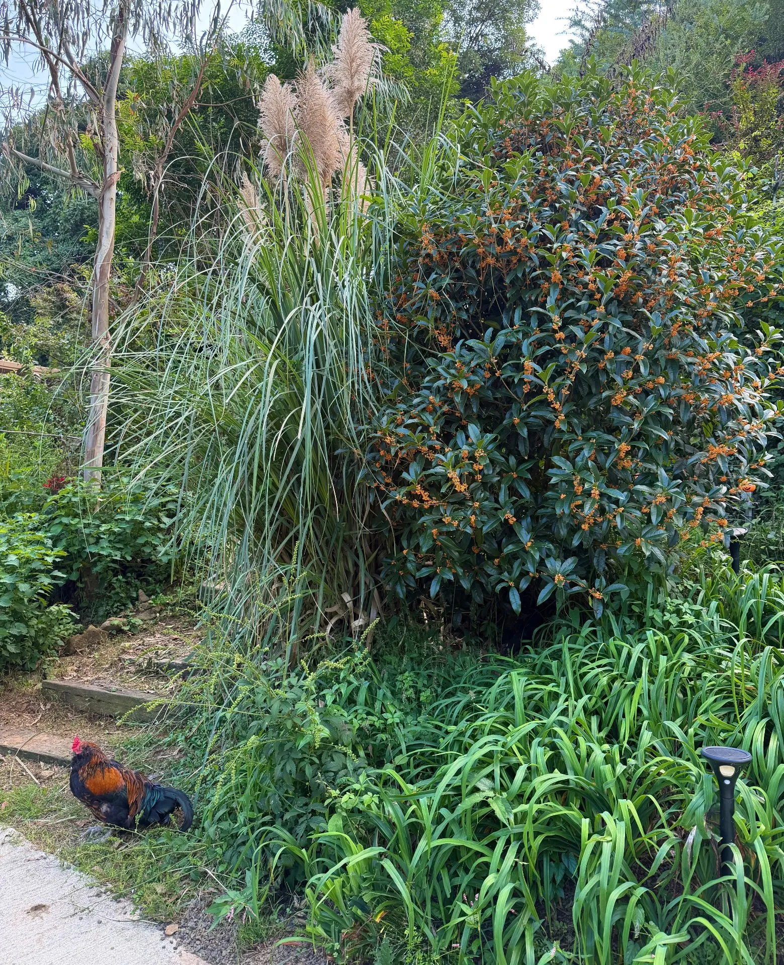 金木犀の季節🍂