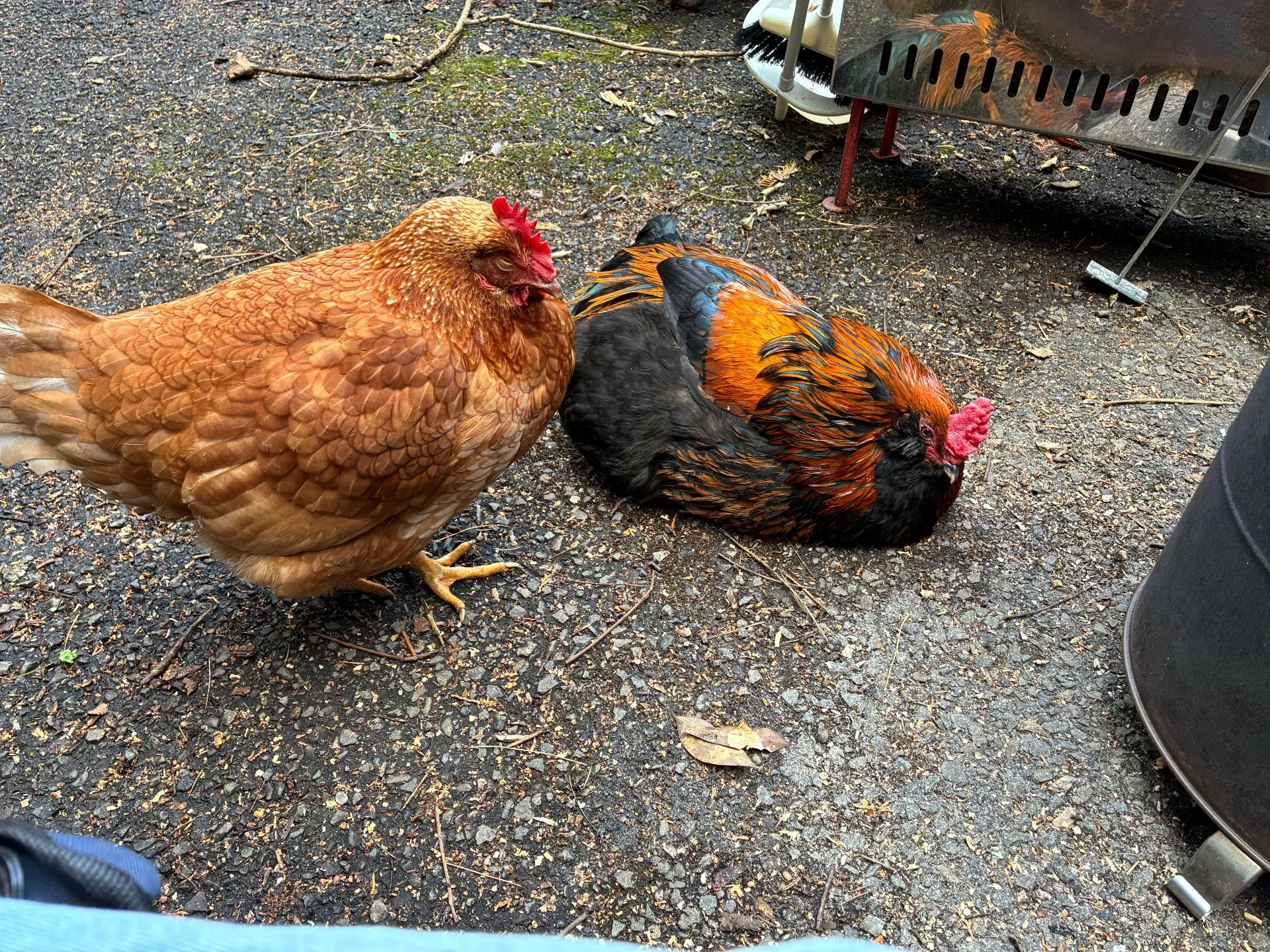 寒さを凌ぐ鶏たち🐓