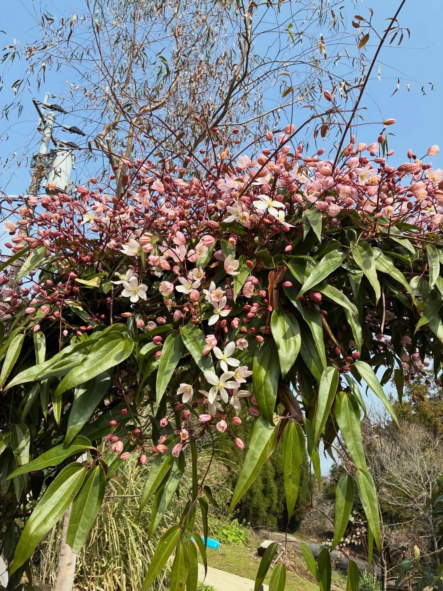 アップルブロッサムが綺麗に咲いてます🍎🌸